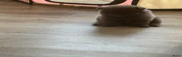 Pomeranian dogs for sale: Pomaranian  in Grays - Advert 5