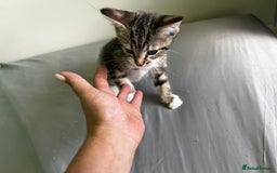 Mixed Breed cats for sale: Black and tabby kittens - Image 5