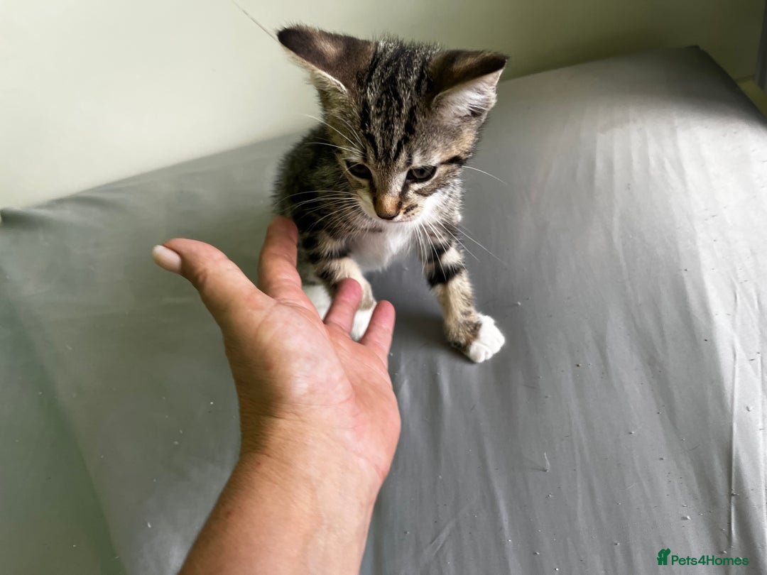 Mixed Breed cats for sale: Black and tabby kittens - Image 5