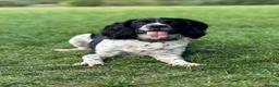 Cocker Spaniel dogs for stud: KC registered - Cocker Spaniel Stud - OTIS - Advert 5