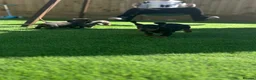 Miniature Dachshund dogs for sale: true tiny dachshunds! - Advert 17