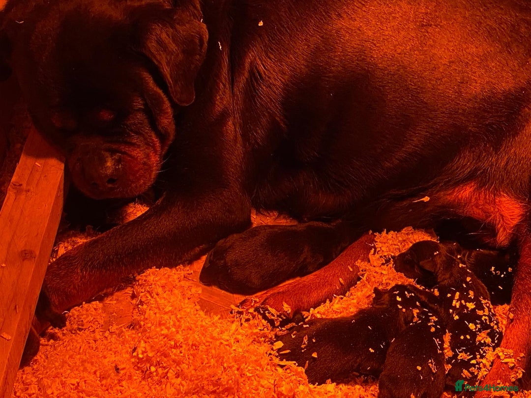 Rottweiler dogs for sale: Top Quality KC Reg Rottweiler Puppies for sale - Advert 26