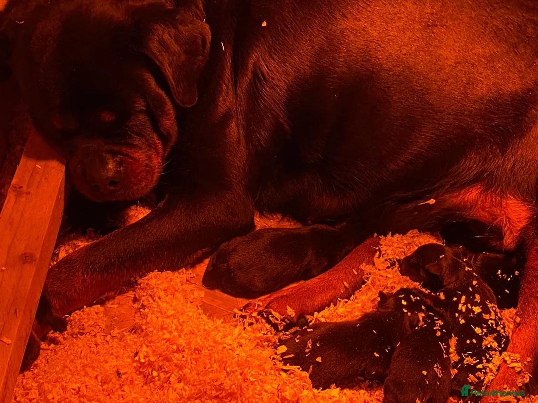 Rottweiler dogs for sale: Top Quality KC Reg Rottweiler Puppies for sale - Advert 23