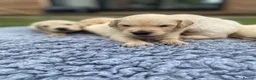 Golden Retriever dogs for sale: 🤍Cream / Platinum Golden Retriever Pups 🤍 - Advert 24