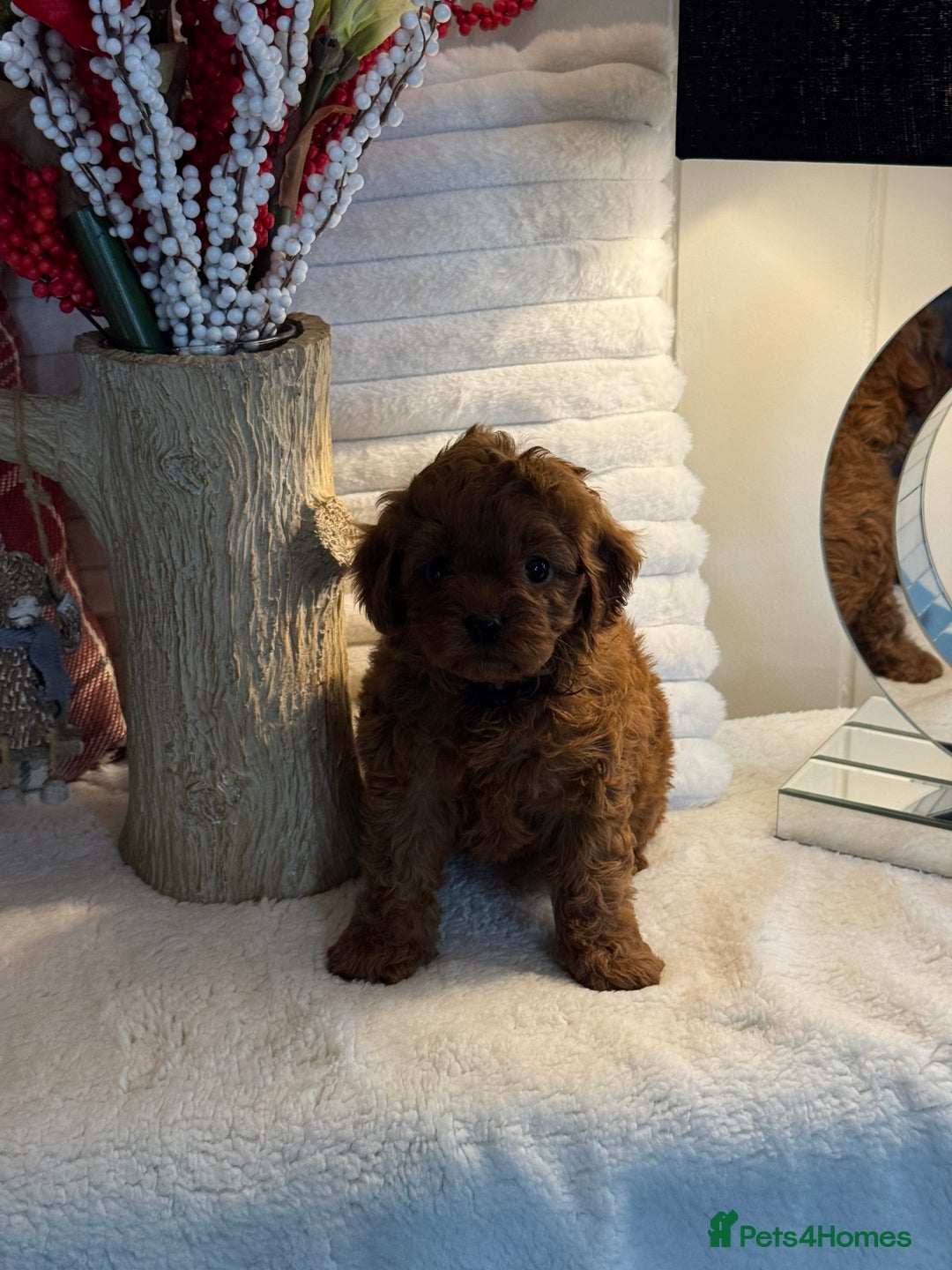 Cavapoo dogs for sale: 7 gorgeous Cavapoo puppies dna clear - Advert 8