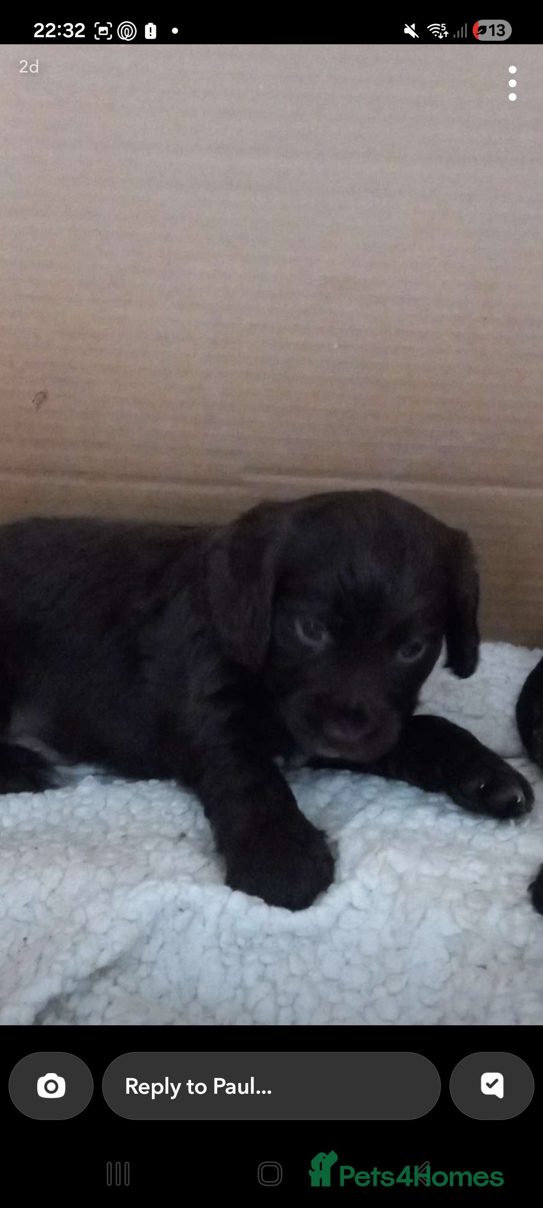 Cocker Spaniel dogs for sale: Cocker spaniels ready 21st December.  - Advert 1