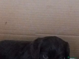 Cocker Spaniel dogs Cocker spaniels ready 21st December. - Advert 1