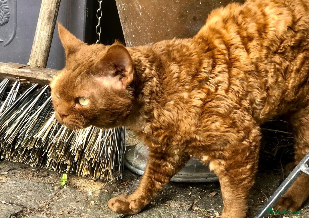 Devon Rex cats for sale: Adult champions Active registered GCCF - Advert 7
