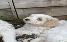 Maltipoo dogs for sale: 🌟 READY NOW 🌟 F1 Maltipoos  - Image 3