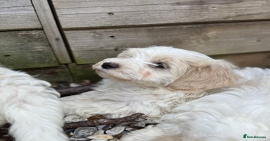 Maltipoo dogs - Advert 5
