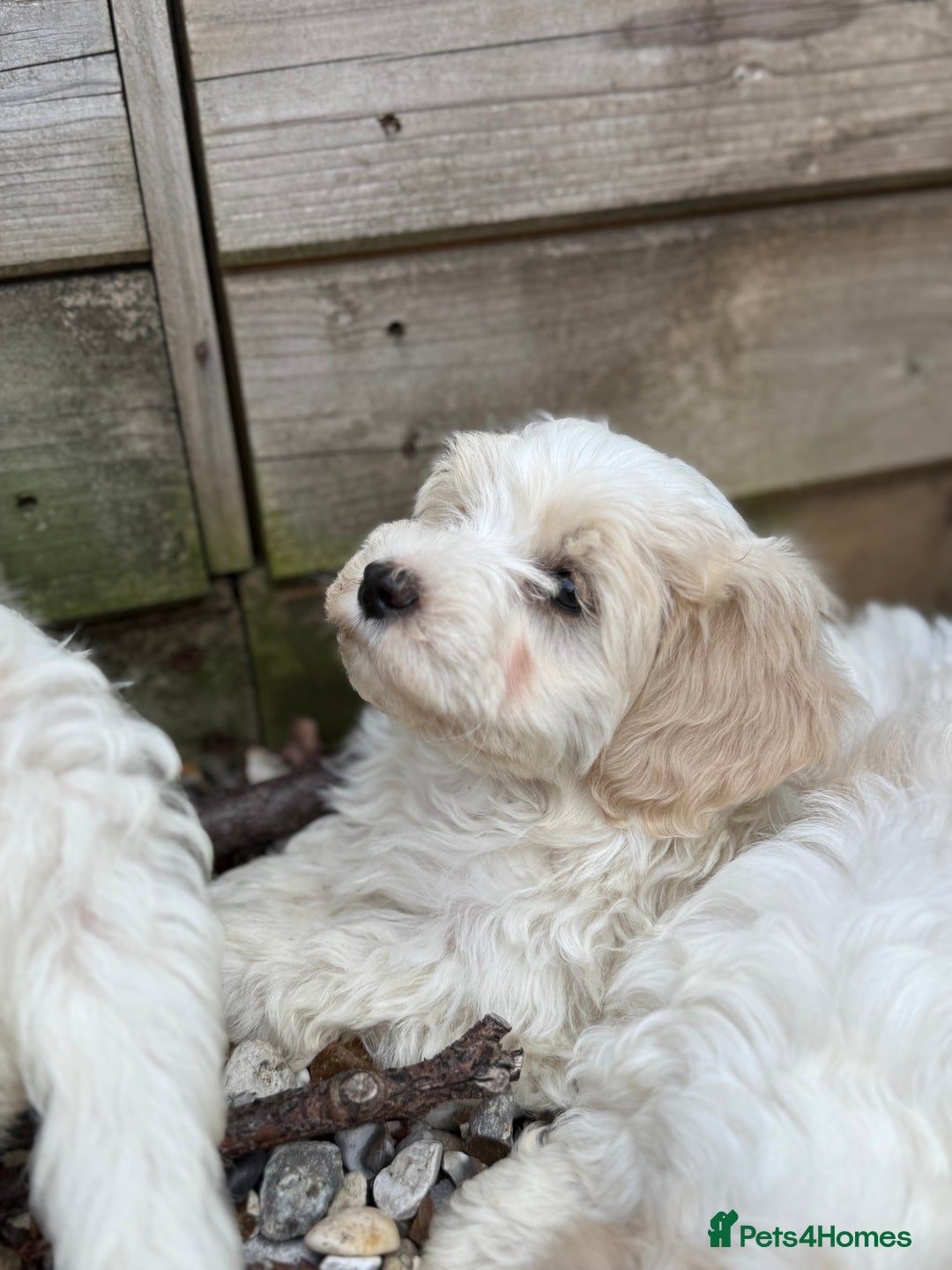 Maltipoo dogs for sale: 🌟 READY NOW 🌟 F1 Maltipoos  - Image 3