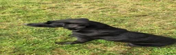 Labrador Retriever dogs for sale: Black Labrador Puppies - Advert 2