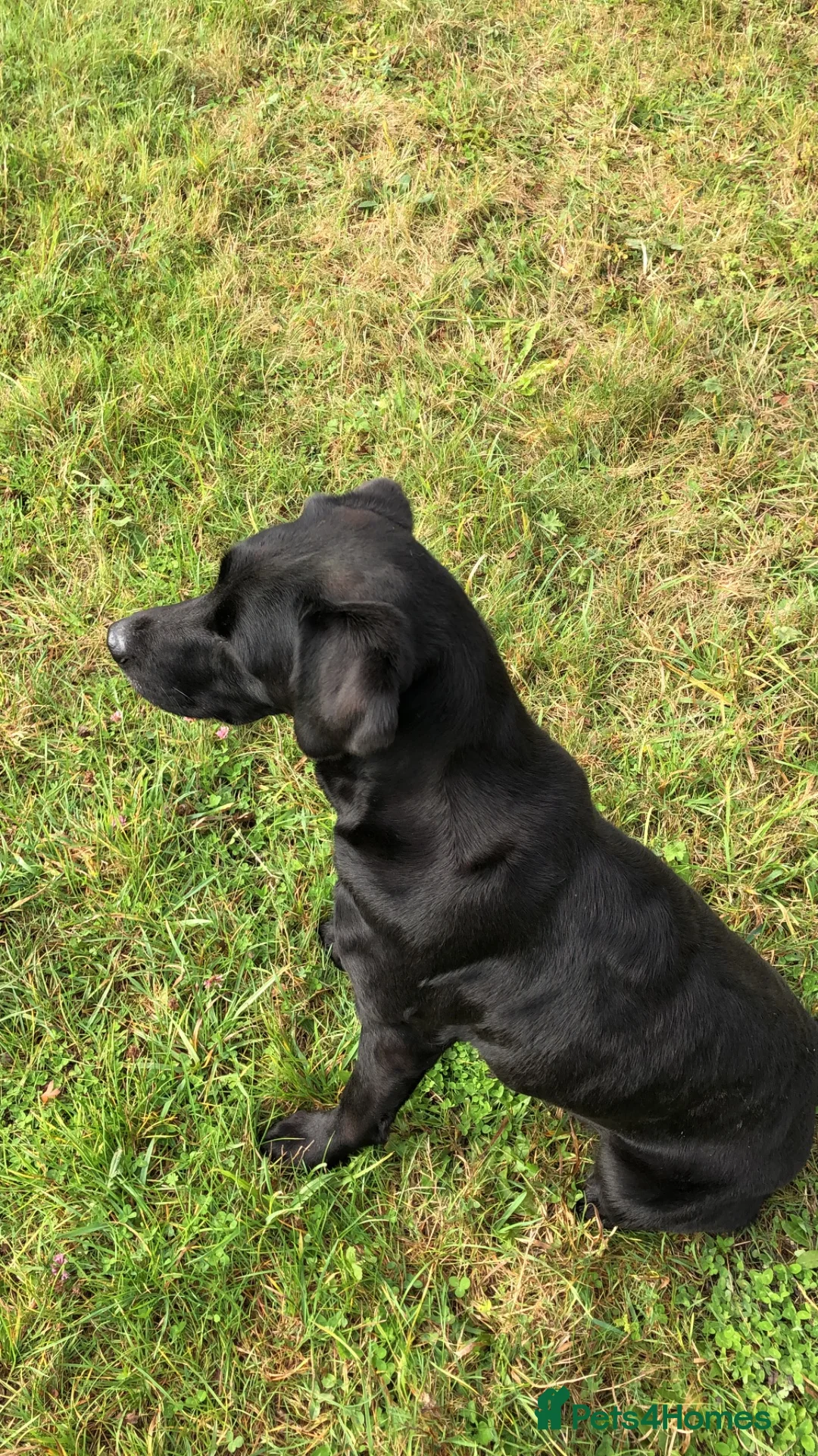 Labrador Retriever dogs for sale: Black Labrador Puppies - Advert 2