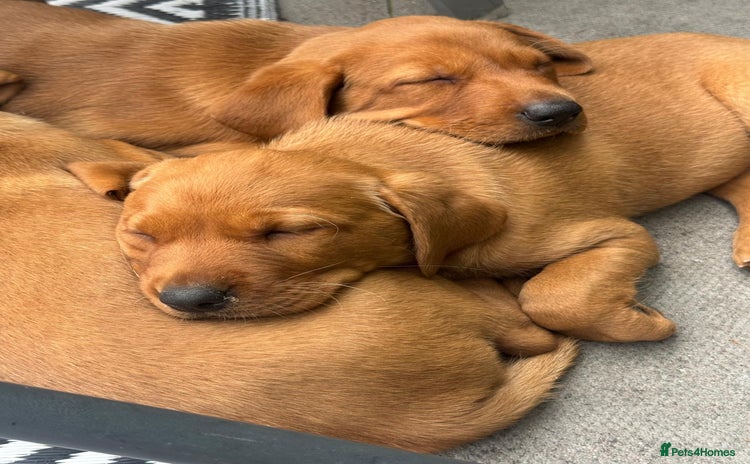 Labrador Retriever dogs - Advert 4