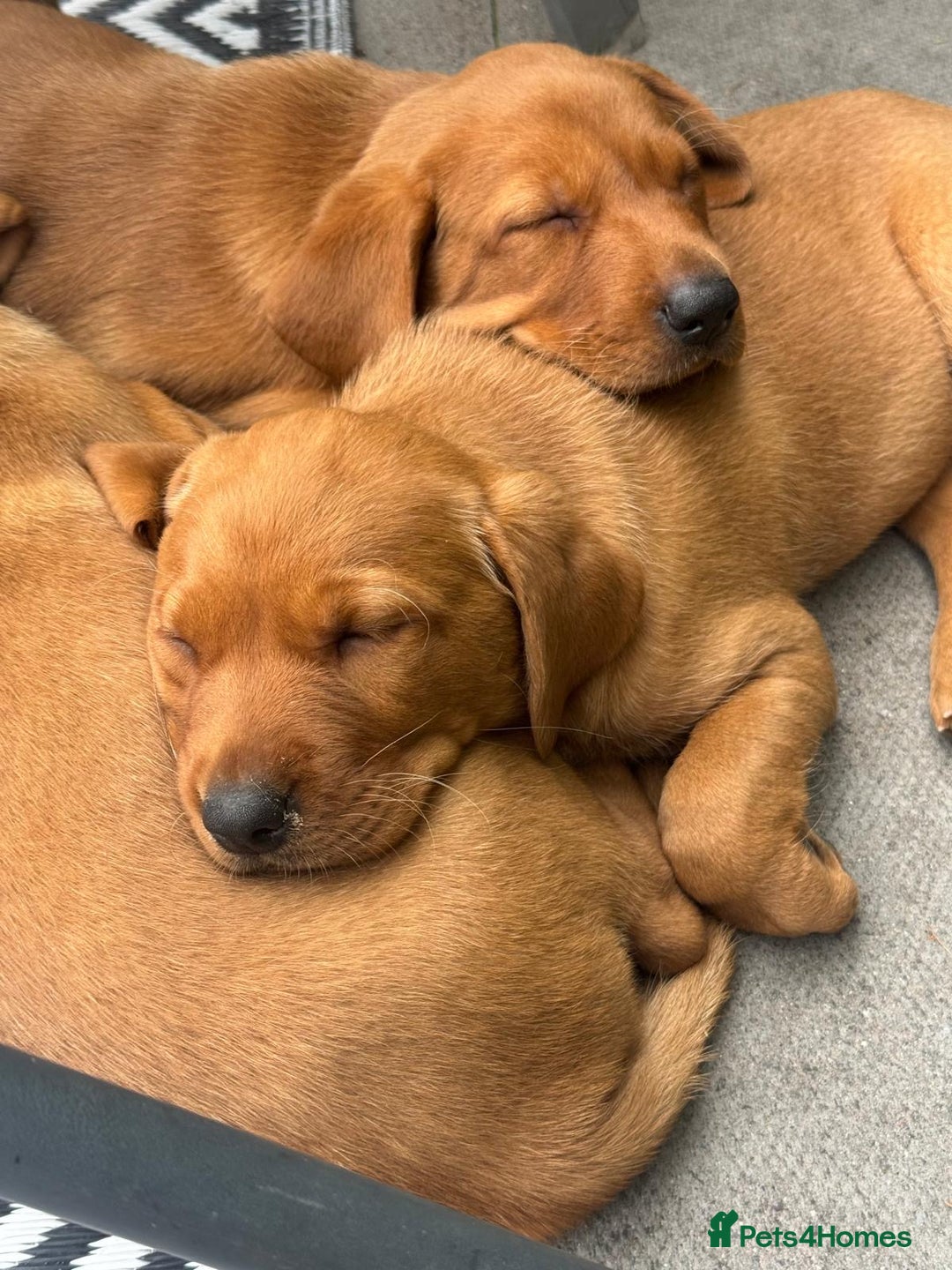Labrador Retriever dogs for sale: Red Labrador puppies  - Image 4