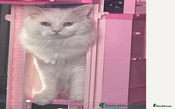 Ragdoll cats for sale: Beautiful Ragdoll Kittens  - Image 39