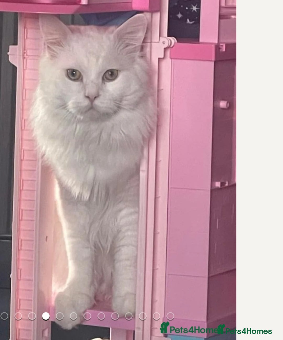 Ragdoll cats for sale: Beautiful Ragdoll Kittens  - Image 39