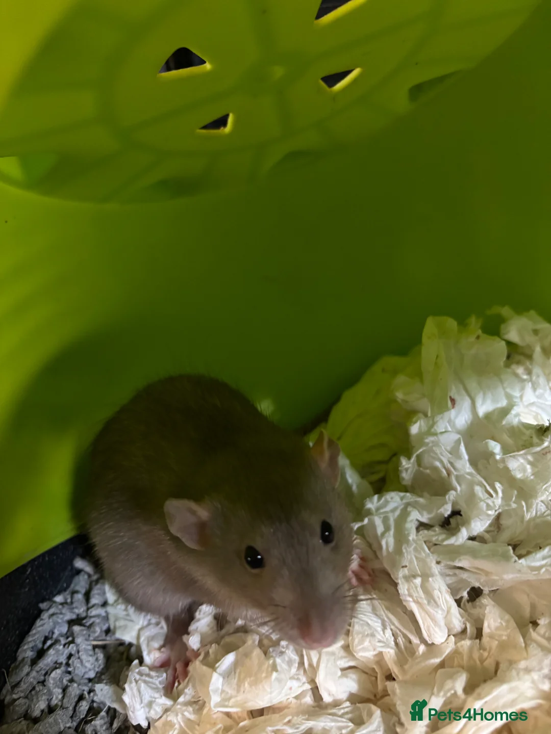 Rat rodents for sale: 2 gorgeous male rats  - Advert 2