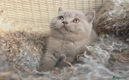 British Shorthair cats for sale: Stunning British Shorthair Kittens  - Image 9
