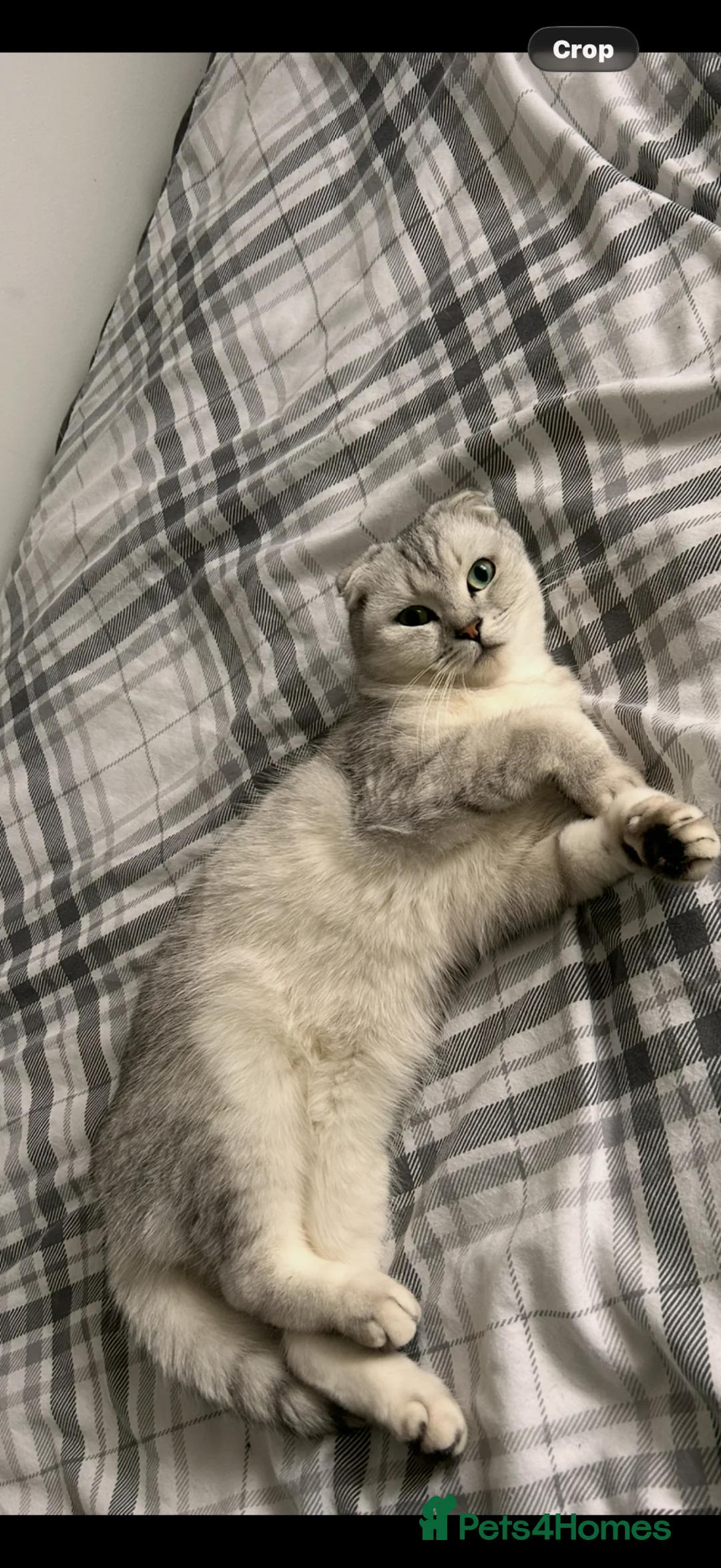 Scottish Fold cats for sale: Ayla White scottish fold - Advert 4