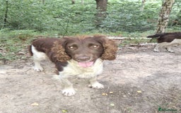 English Springer Spaniel dogs for stud: Salrowbra Gundogs at Stud in Ossett - Image 5