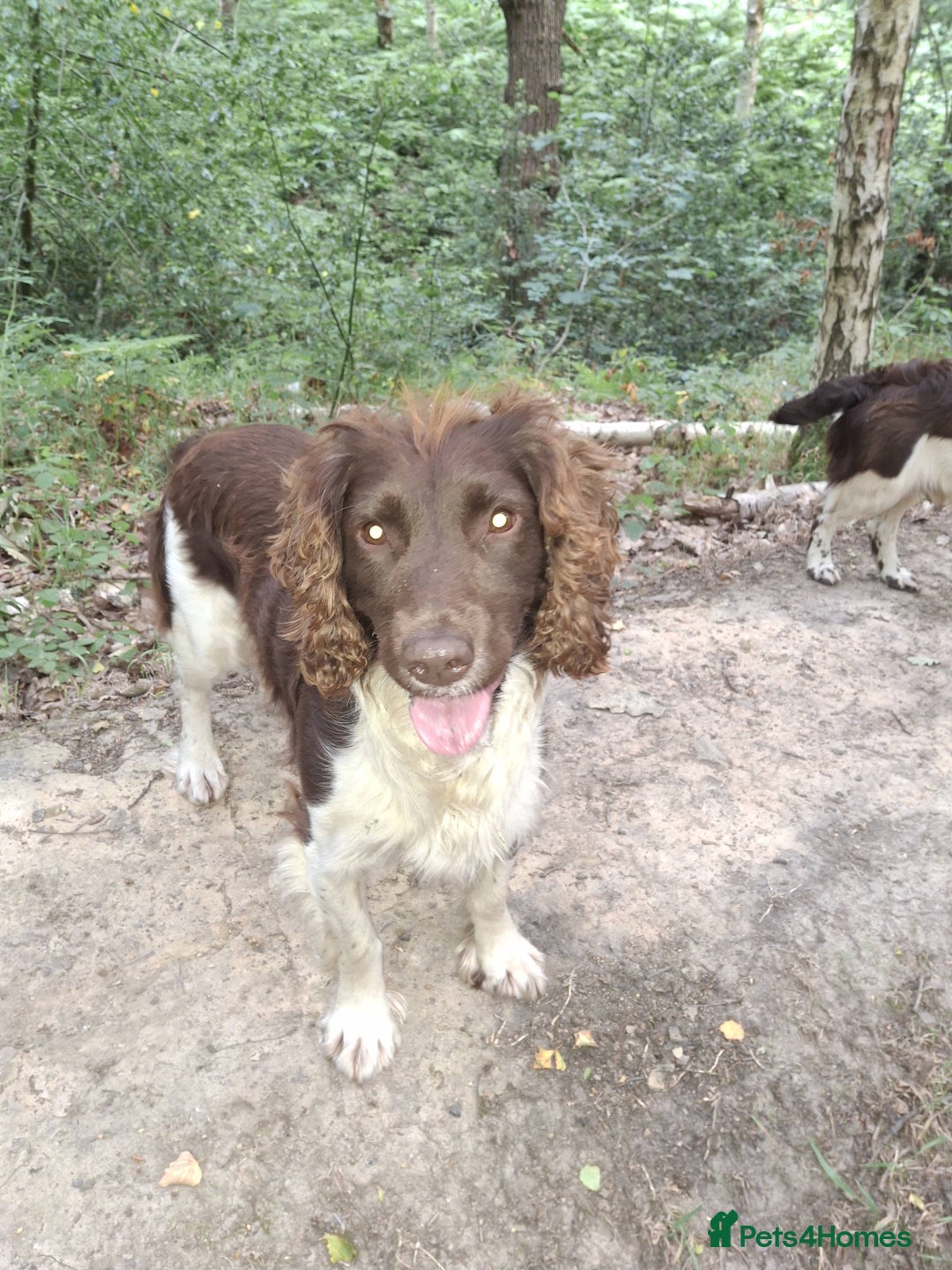 English Springer Spaniel dogs for stud: Salrowbra Gundogs at Stud in Ossett - Image 5