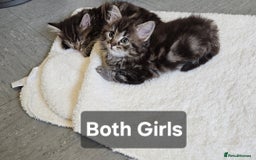Ragdoll cats for sale: Fluffy Ragdoll X kittens  - Image 1