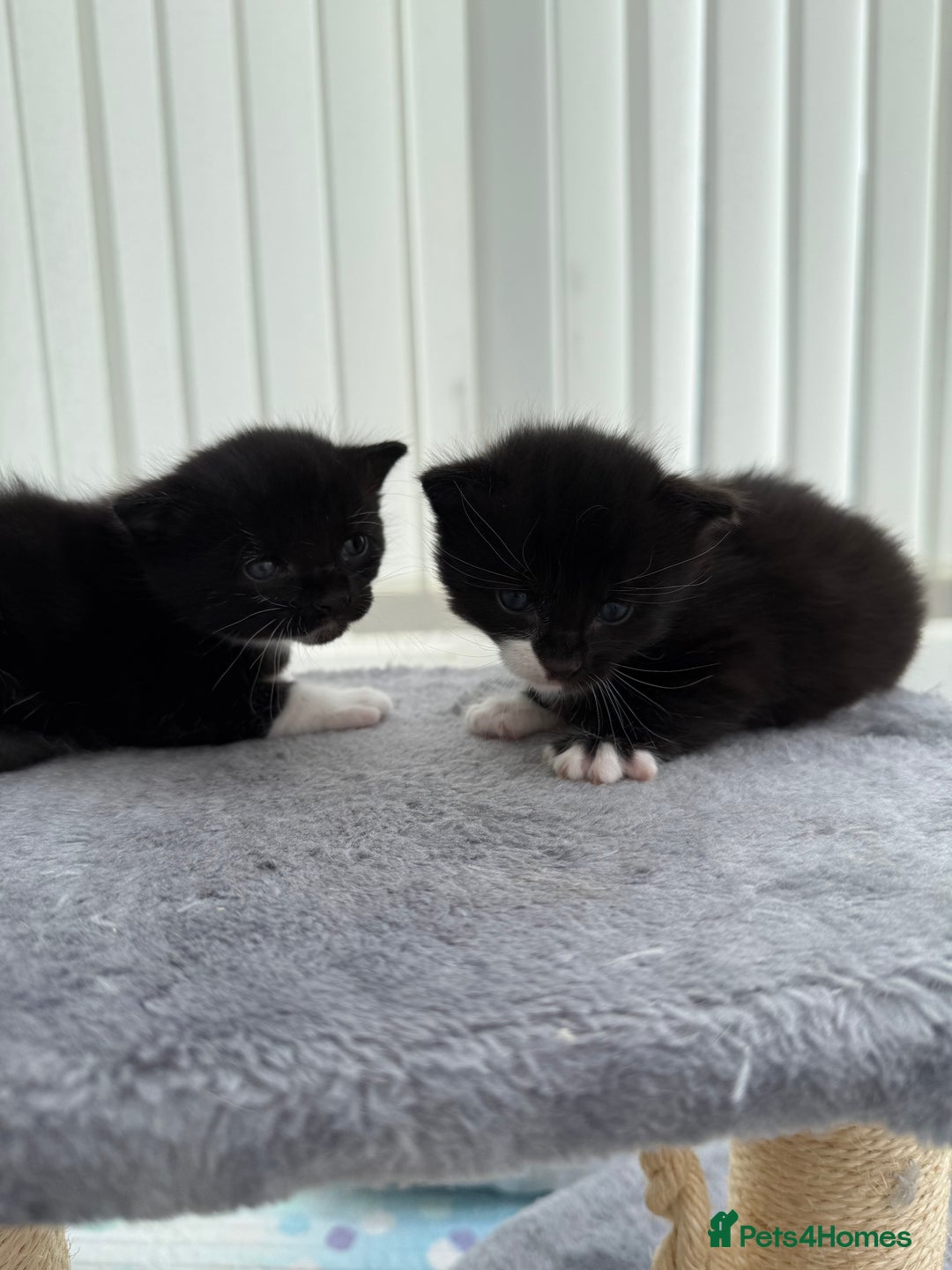 Domestic Shorthair cats for sale: Black and white kittens for sale in Manchester  - Image 7