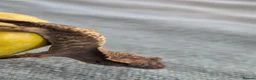Gecko reptiles for sale: Crested gecko babies - Advert 5