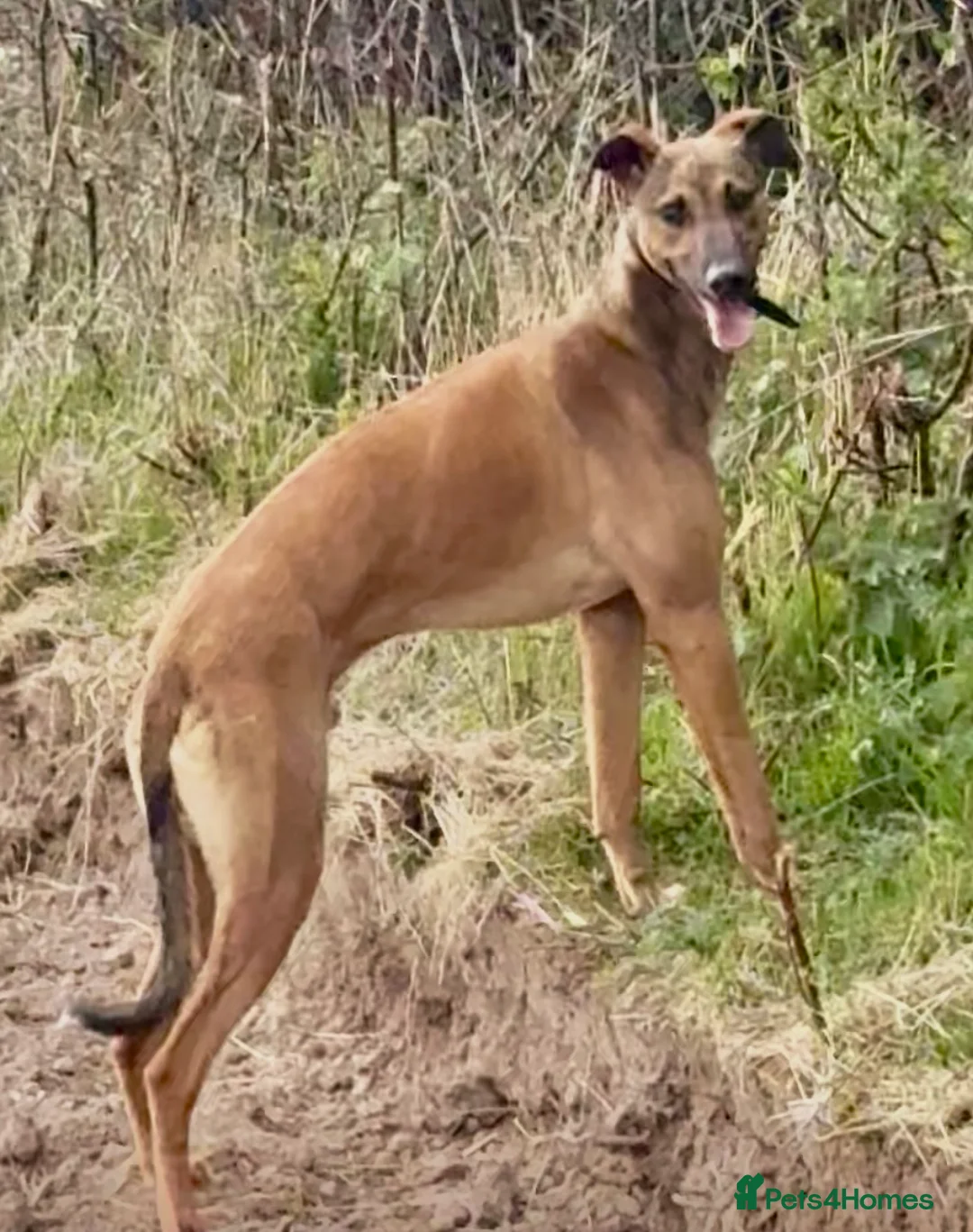 Lurcher dogs for sale: 11 month old lurcher male looking for new home  - Advert 2