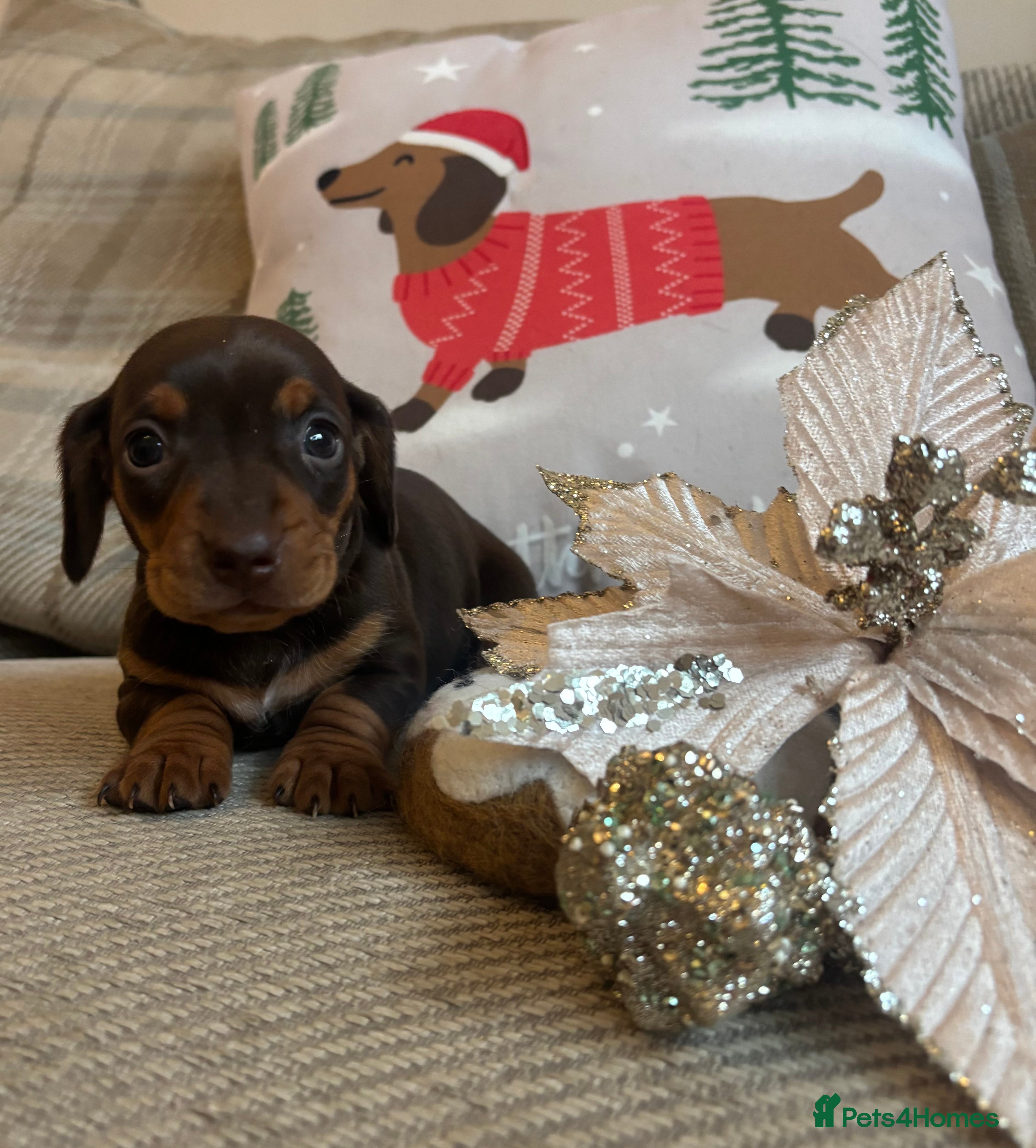 Miniature Dachshund dogs BEAUTIFUL PRA CLEAR & KC REG MINIS - Advert 11