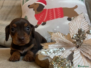 Miniature Dachshund dogs BEAUTIFUL PRA CLEAR & KC REG MINIS - Advert 11