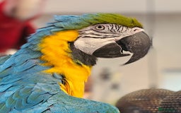 Macaws birds for sale: Bubbly, chatty and hilarious blue and gold macaw - Image 2