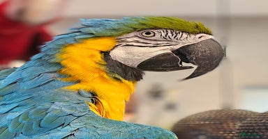 Macaws birds - Advert 7