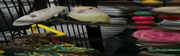 Lovebirds birds for sale: Bonded pair of lovebirds  - Advert 3