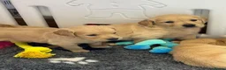 Golden Retriever dogs for sale: Kennel club registered beautiful litter of puppies - Advert 7