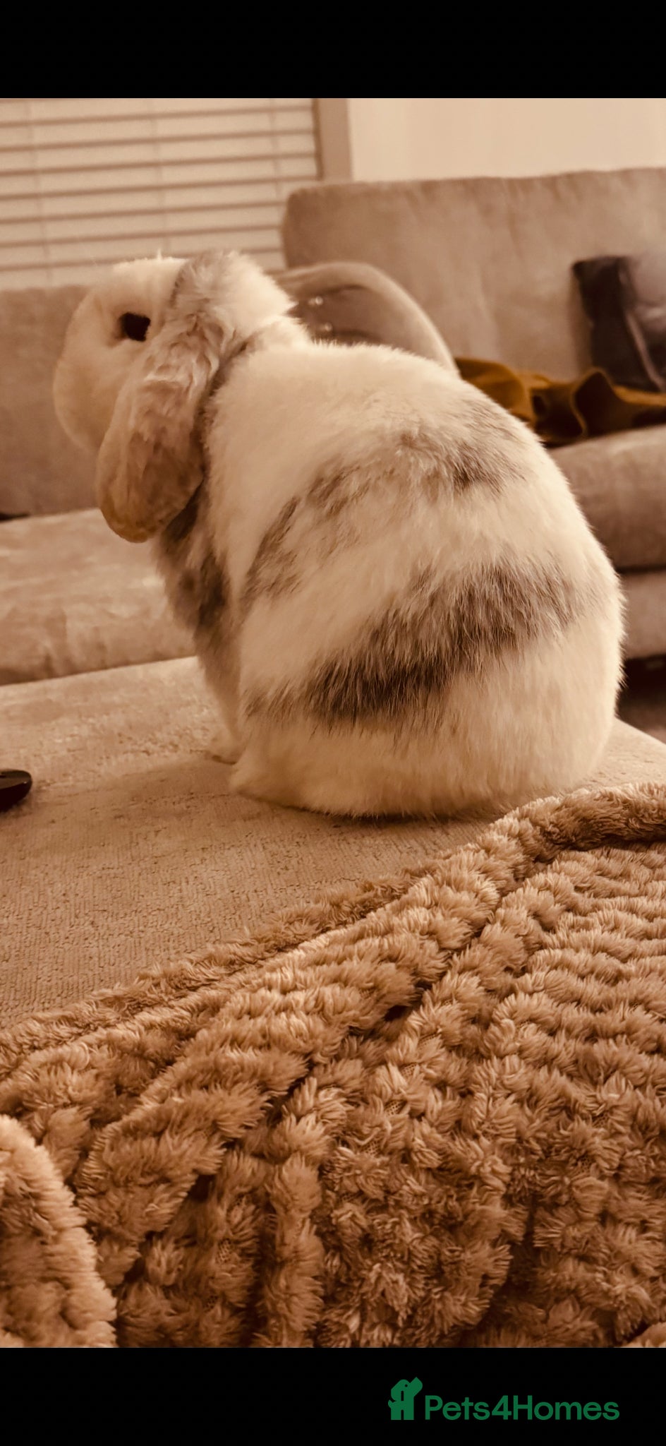 Mini Lop rabbits Mini lop male rabbit  - Advert 2