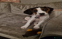 Mixed Breed dogs for sale: Betty - Beagle Spaniel mix - Image 7