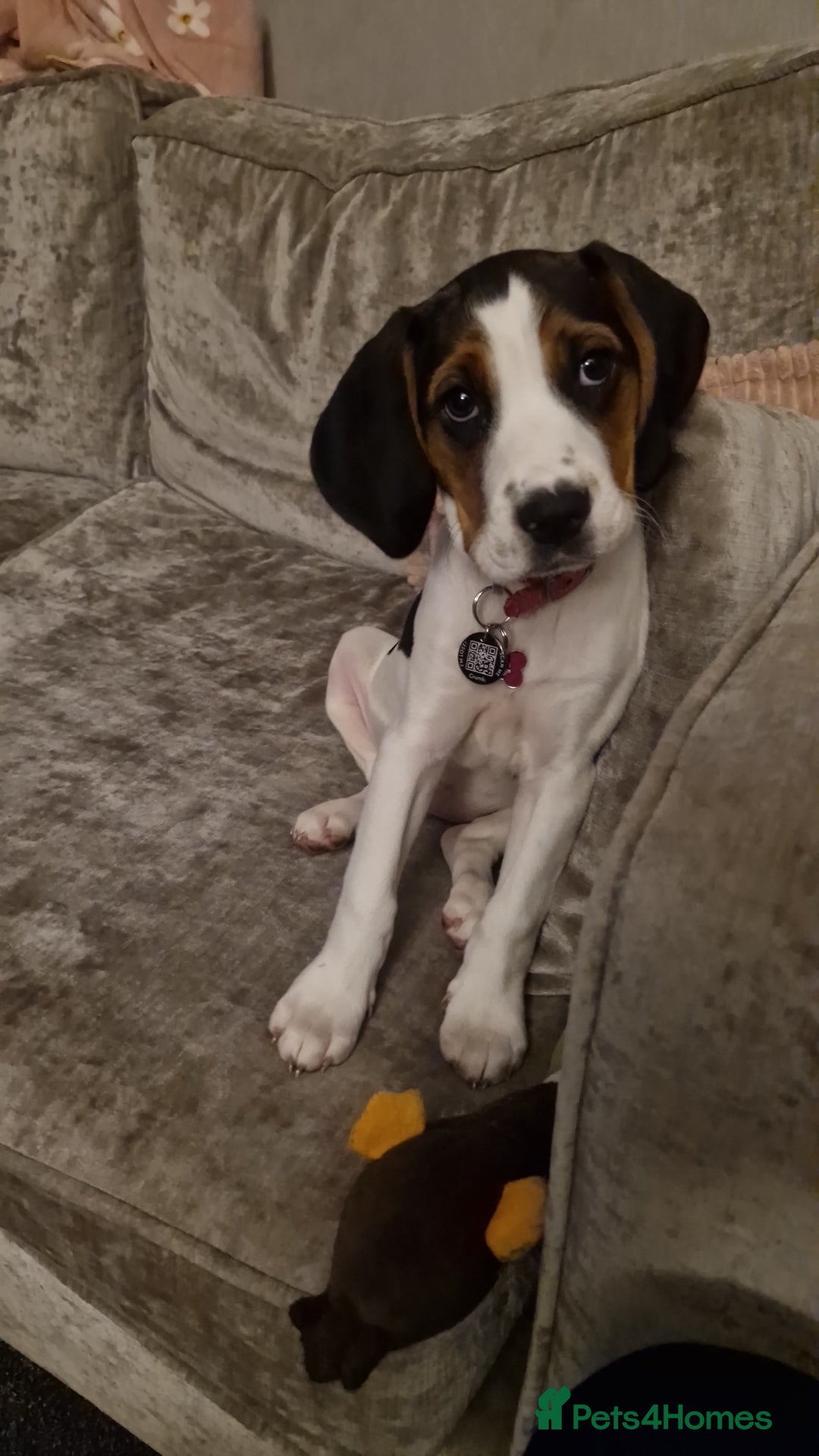 Mixed Breed dogs for sale: Betty - Beagle Spaniel mix - Image 7
