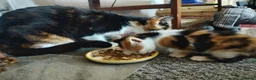 Mixed Breed cats for sale: 2 girl mixed breed beautiful kittens in Bournemouth - Advert 3