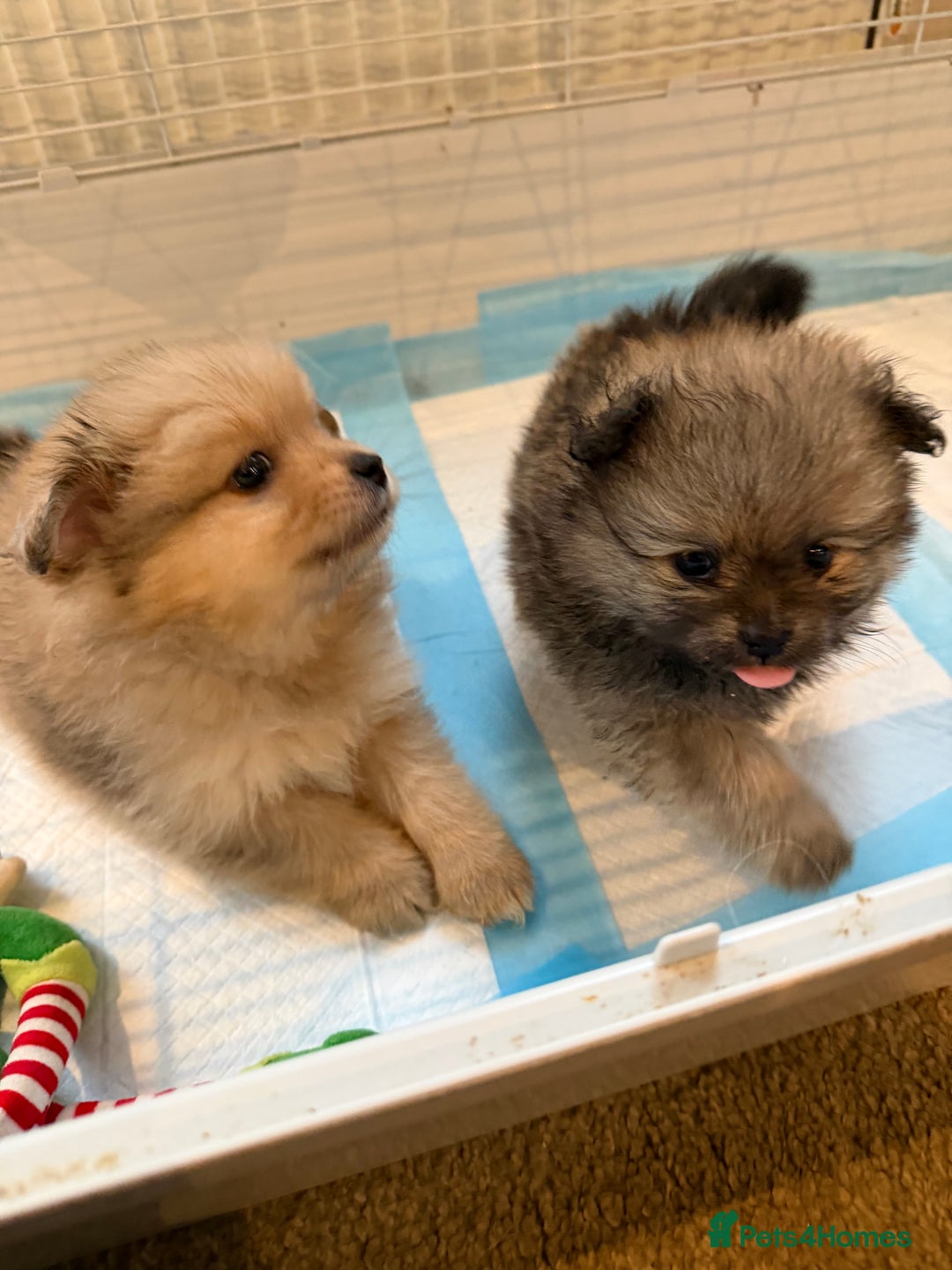 Pomeranian dogs for sale: Pomeranian puppy’s  - Advert 21