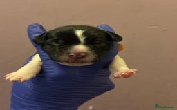 English Springer Spaniel dogs for sale: English springer spaniel.Ready to leave 21/11/25 - Image 20