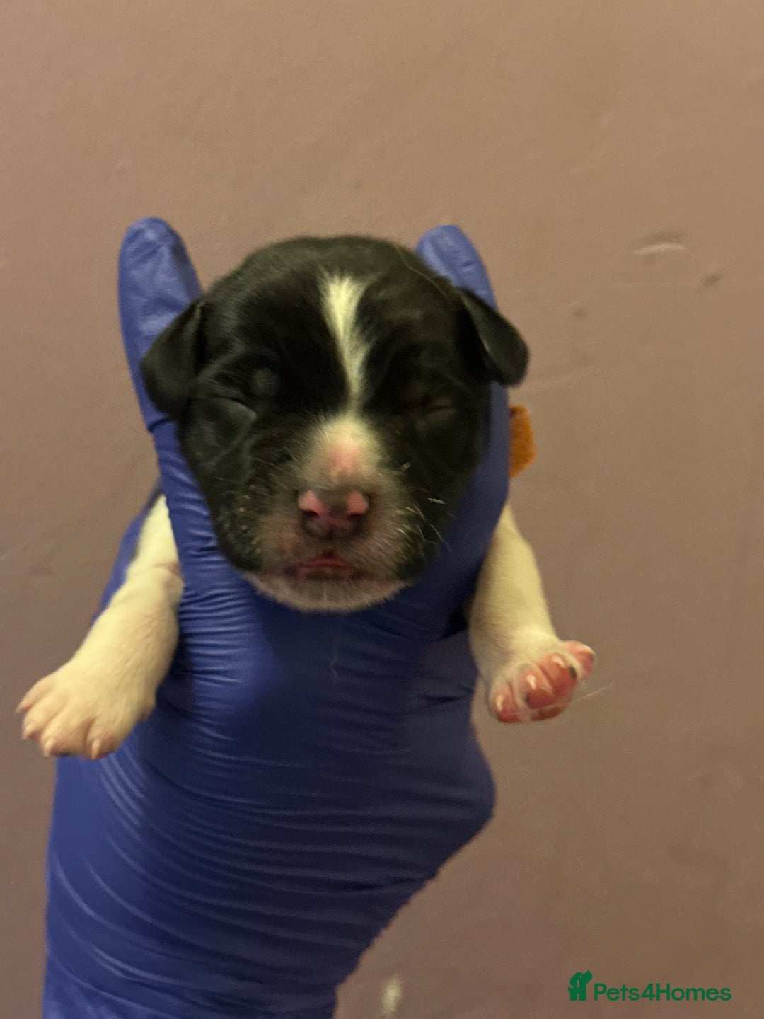 English Springer Spaniel dogs for sale: English springer spaniel.Ready to leave 21/11/25 - Image 20