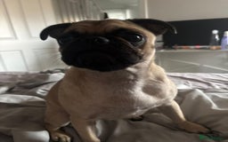 Frug dogs for sale: Pug x frenchie  - Image 3