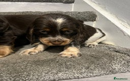 Cocker Spaniel dogs for sale: Show Cocker Puppies - Image 6