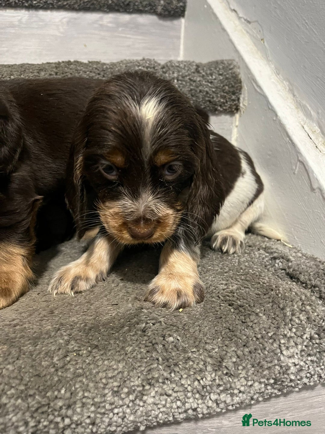 Cocker Spaniel dogs for sale: Show Cocker Puppies - Image 6