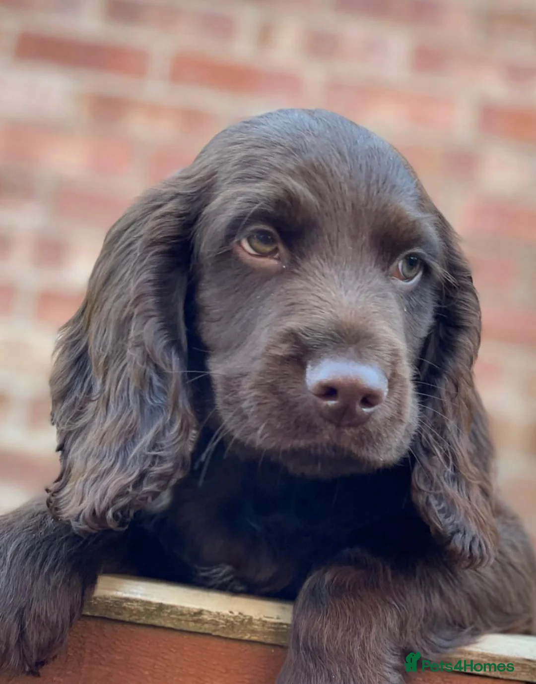 Sprocker dogs for sale: F1 Sprocker Spaniel  - Advert 14