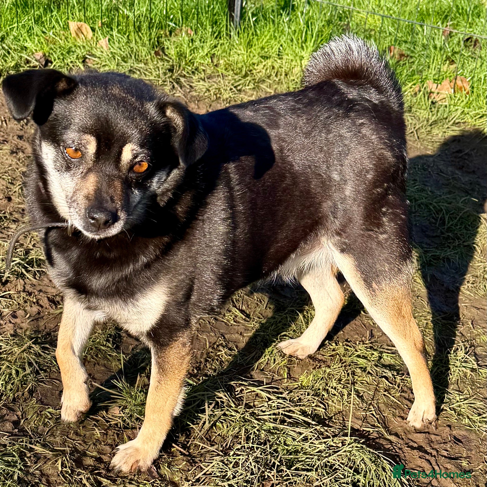 Miniature Pinscher dogs JULIA – Female Miniature Pinscher - Advert 17