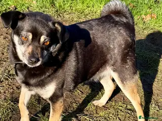 Miniature Pinscher dogs JULIA – Female Miniature Pinscher - Advert 17