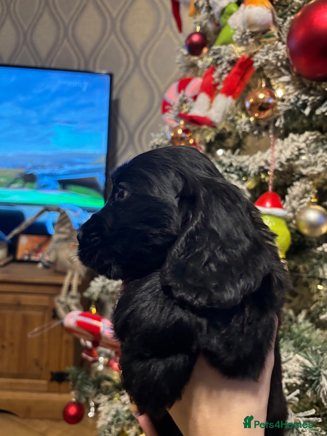 Cocker Spaniel dogs for sale: Show cocker spaniel  - Advert 6